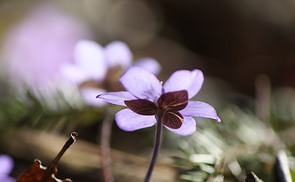 Leberblümchen