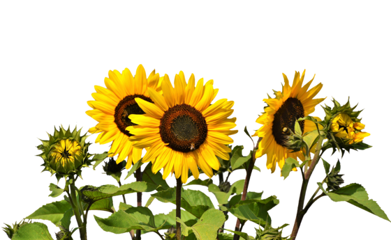 sunflower-2914972