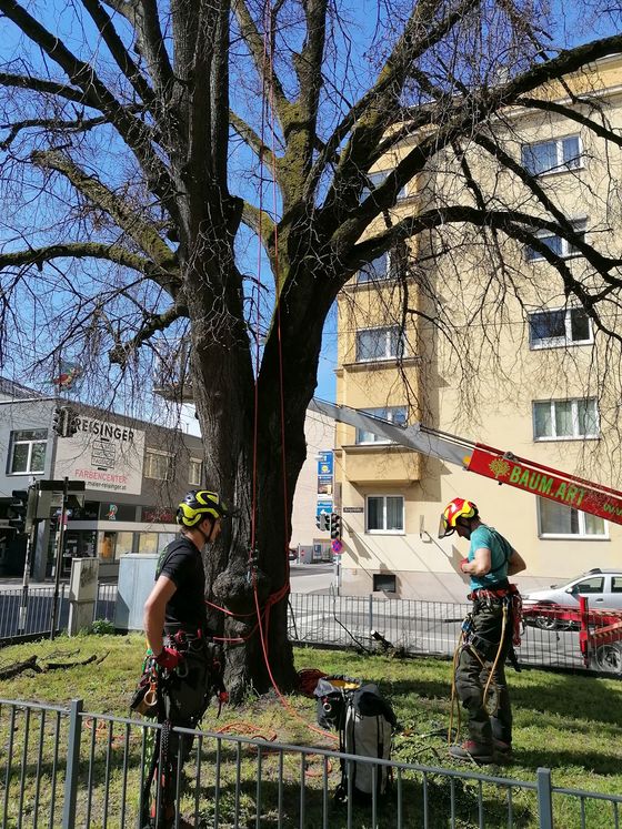 Lindenbaum - Kronenpflege / Christian Koller April 2022 - Fa. BAUM.ART