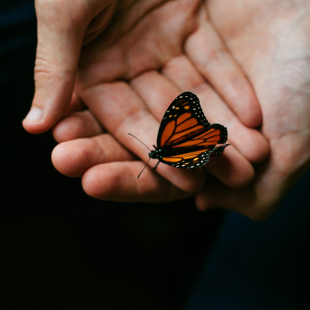 Schmetterling auf Hand