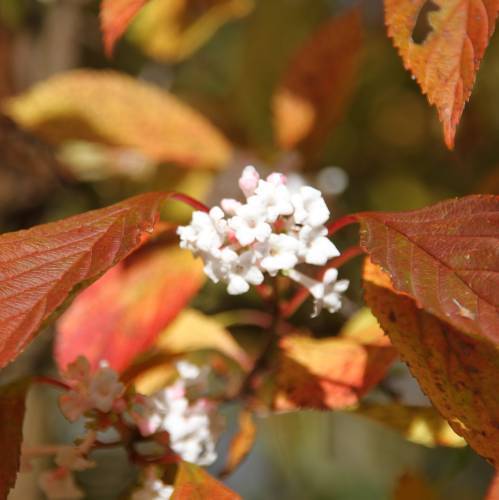 Bunte Blätter und Blüten