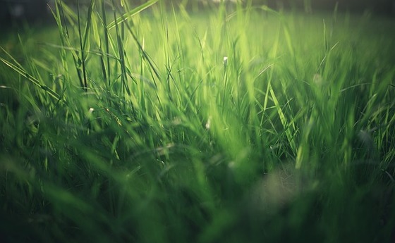 Gras 