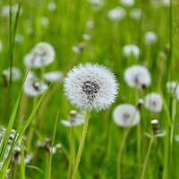 Löwenzahnblüte / HannaK/Pixabay.com/Pixabay License Löwenzahnblüte