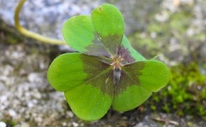 Glücksklee / © Diözese Linz/Appenzeller Glücksklee