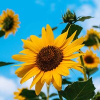 © Brett Sayle/Pexels.com/CC0 1.0