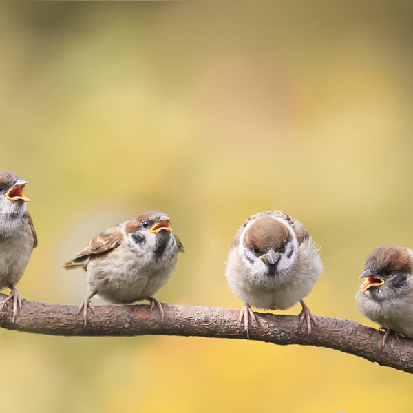 nestlings of a Sparrow sitting on a tree branch revealing the little beaks waiting for food