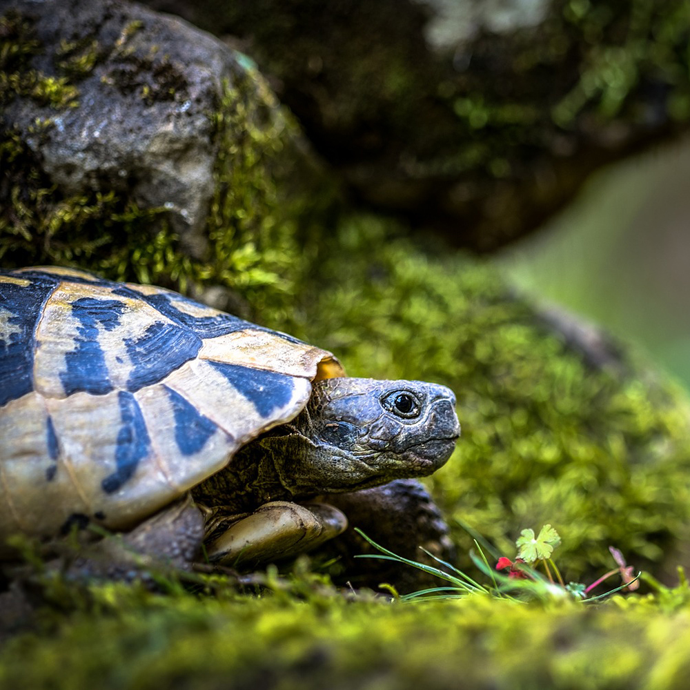 Schildkröte