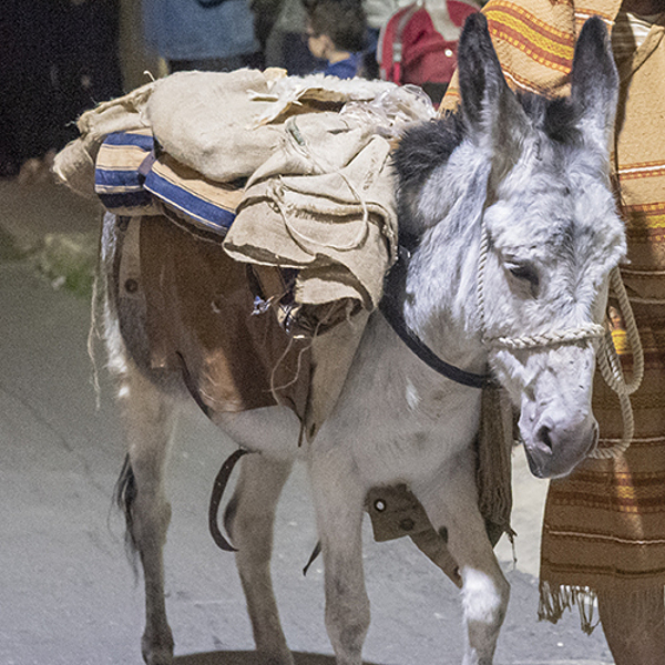 Jesu Weg zum Frieden folgen / © Burghard Ebenhöh Jesu Weg zum Frieden folgen
