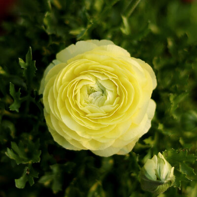 Blüte einer gelben Rose