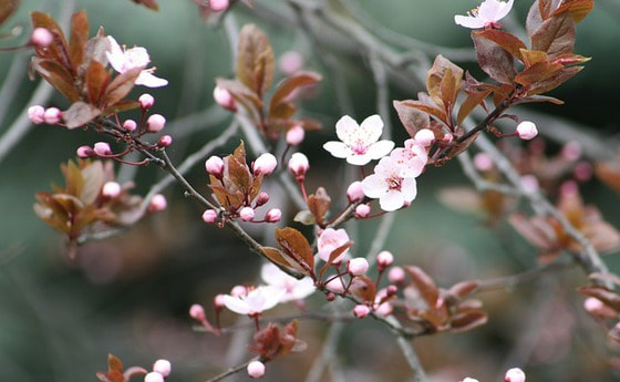 Knospen und Blüten