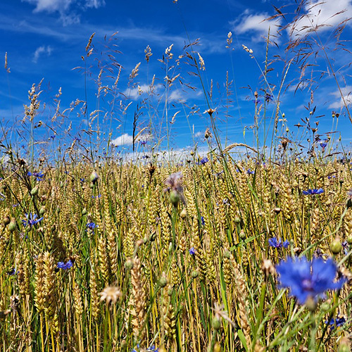 Kornfeld in Frankenburg