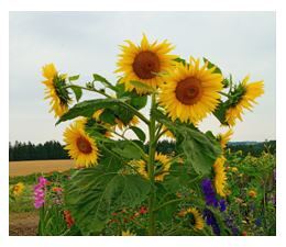 Sonnenblumen zum Erntedank