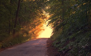 Waldweg