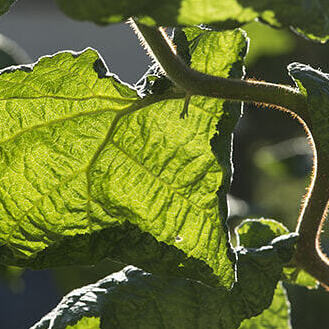 © Burghard Ebenhöh