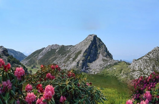 flowers in the mountains/morgueFile