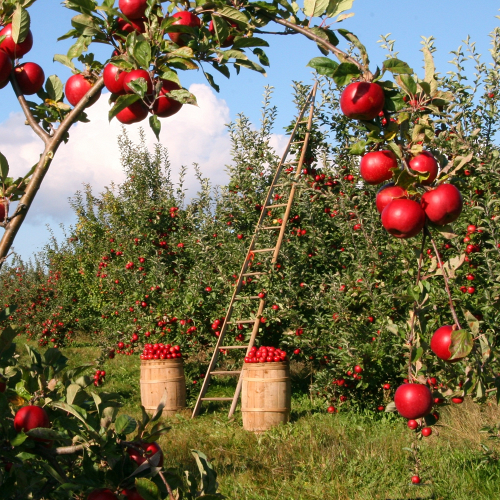 Sommer-Impuls