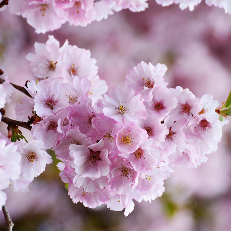 Kirschblüten