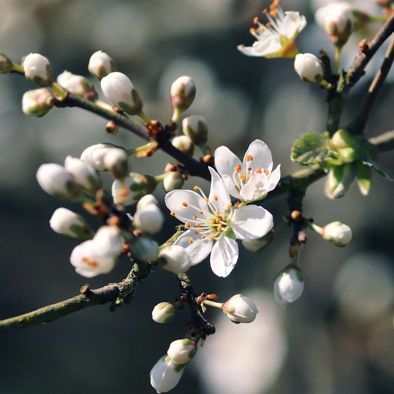 Knospen und Blüten