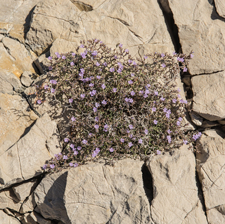 © Burghard Ebenhöh