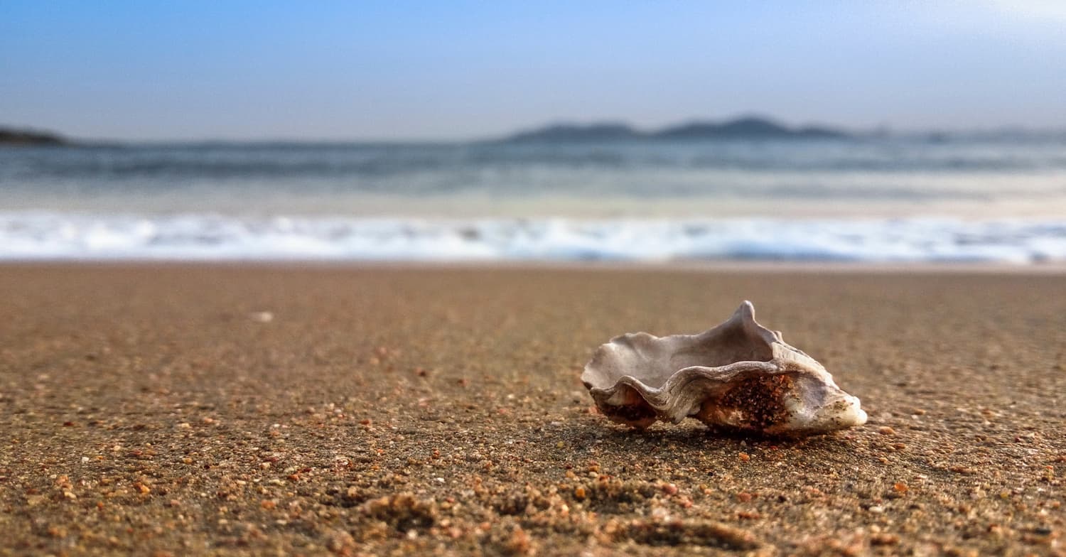 Muschel am Strand