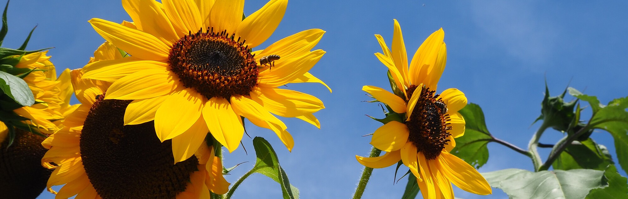 Biene auf Sonnenblume