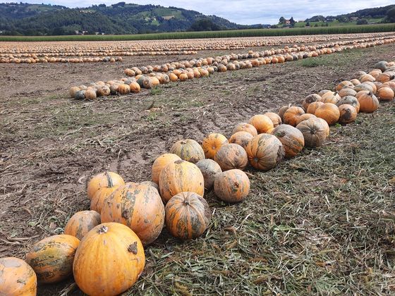 Kürbisfeld / Karl Schinagl Sternradfahrten - Südsteiermark - 29.8.-3.9.2021