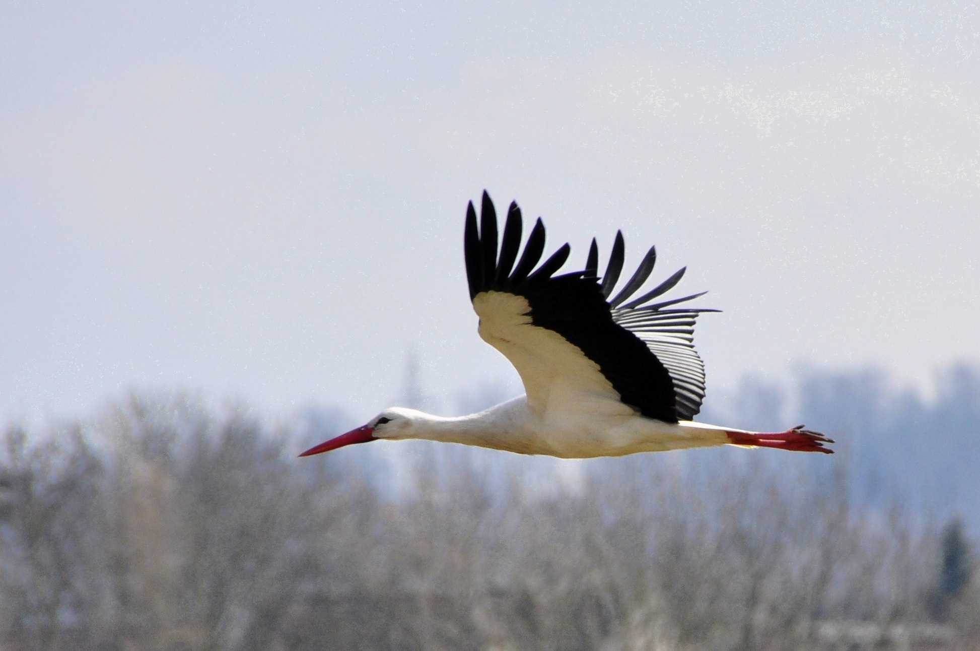 : Der Weißstorch, Ciconia ciconia, ist ein sogenannter 'Kulturfolger', der das offene Kultur- und Agrarland der Flussniederungen besiedelt. Seine Horste errichtet er meist auf Schornsteinen hoher Gebäude, um diese frei anfliegen zu können und eine gu