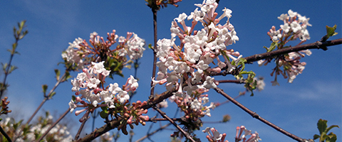 Frühling