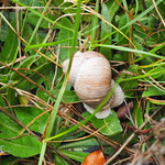 Schnecke in der Wiese