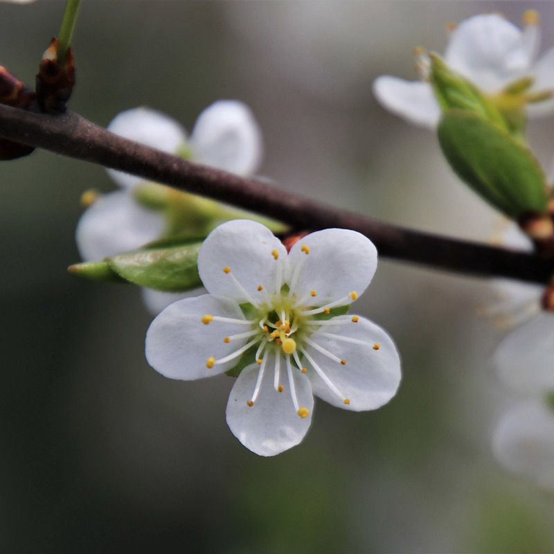 Pflaumenblüte