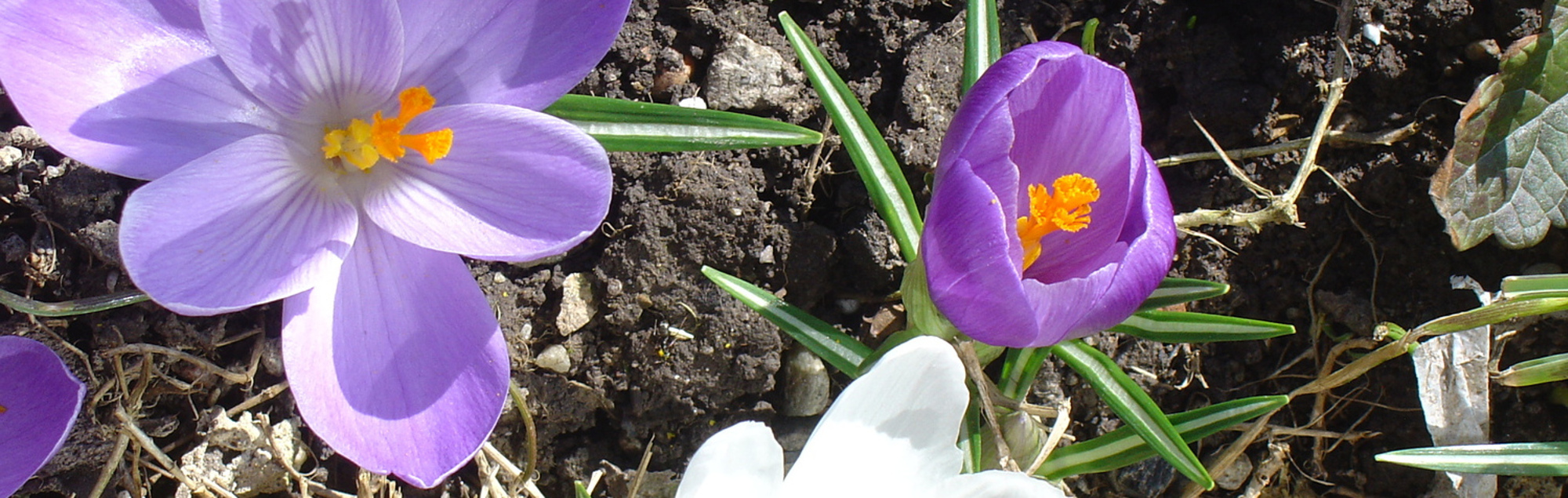 Frühling