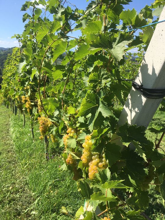 Weinreben / Berta Stadler Sternradfahrten - Südsteiermark - 29.8.-3.9.2021