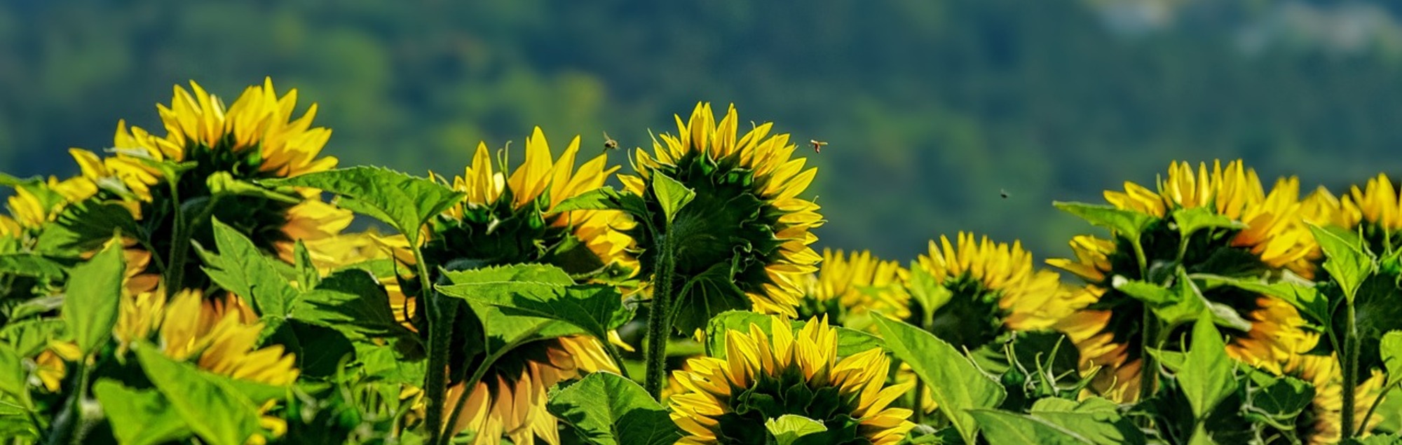 Sonnenblumen