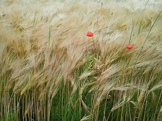 Weizenfeld mit Mohn