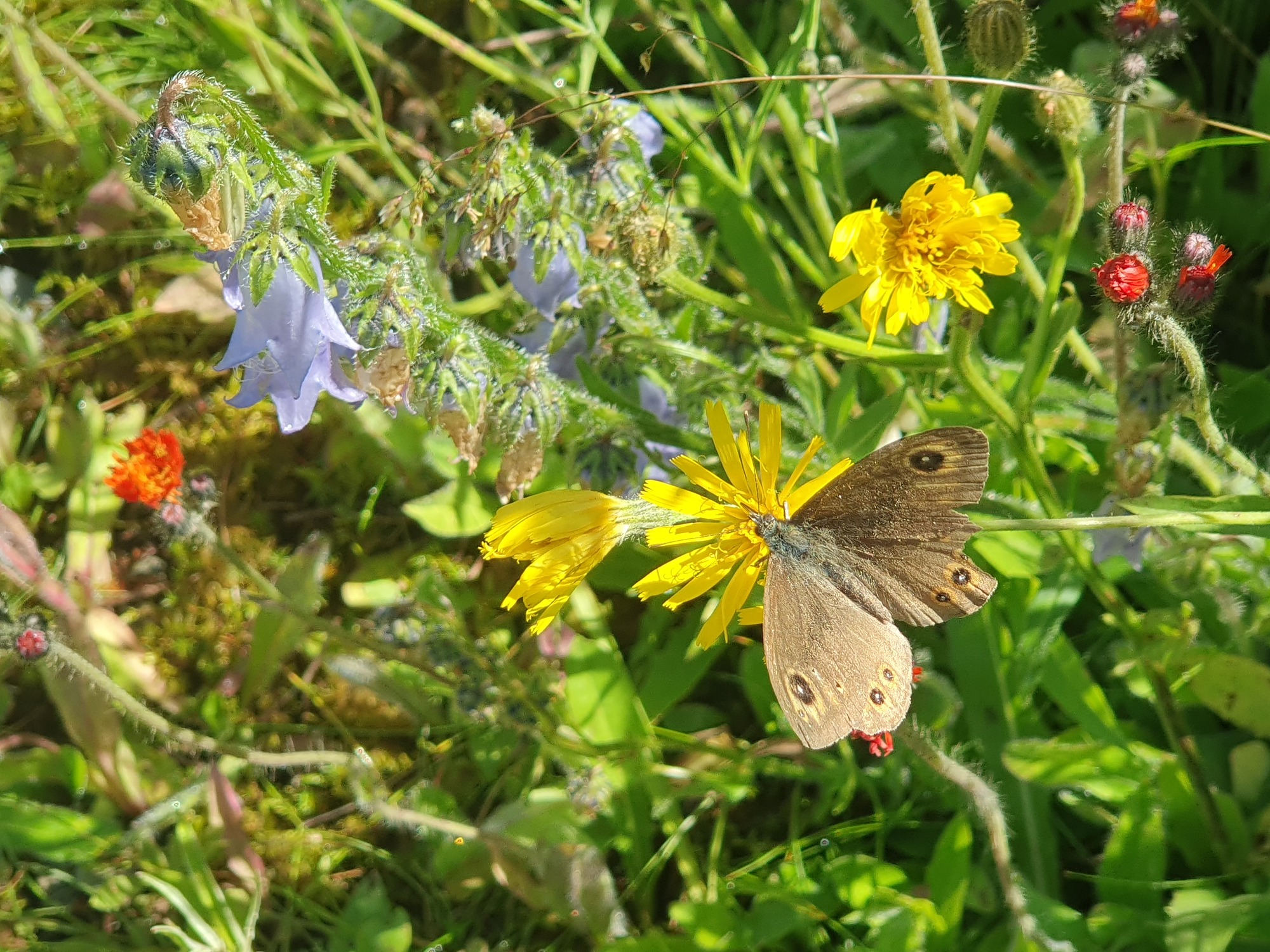 Blumenwiese mit Schmetterling