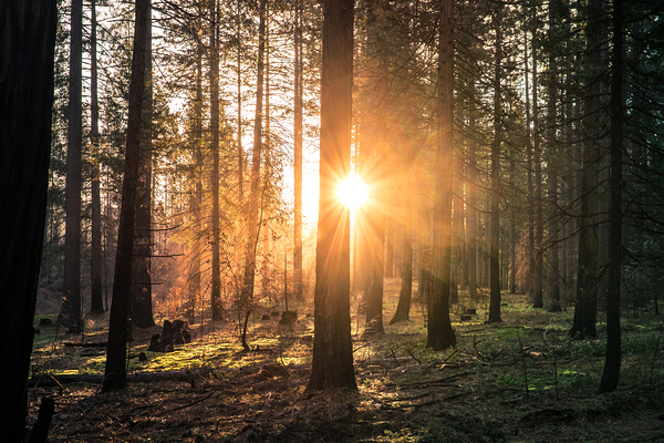 Bright sun shining in forest penetrating coniferous trees.