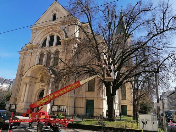 Lindenbaum - Kronenpflege / Christian Koller April 2022 - Fa. BAUM.ART