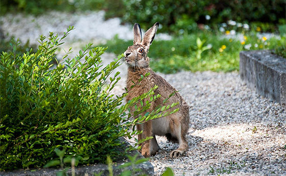 Auch Hasen leben am St. Barbara Friedhof