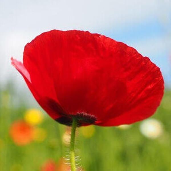 Mohn