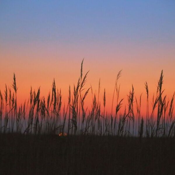 Schilfmeer / © pixabay.com/Blueruin Schilfmeer