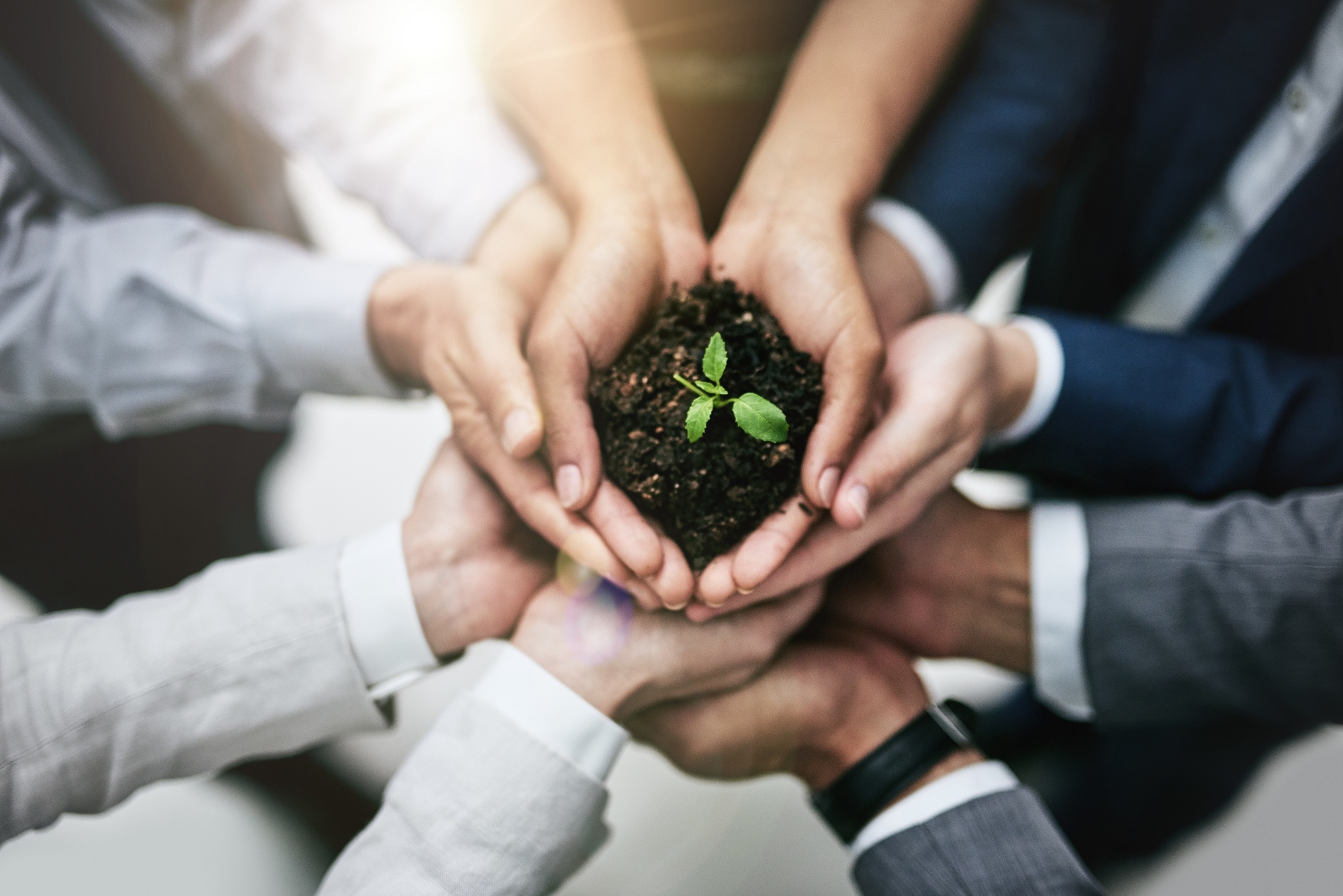 Cropped shot of a team of colleagues holding a plant growing out of soil