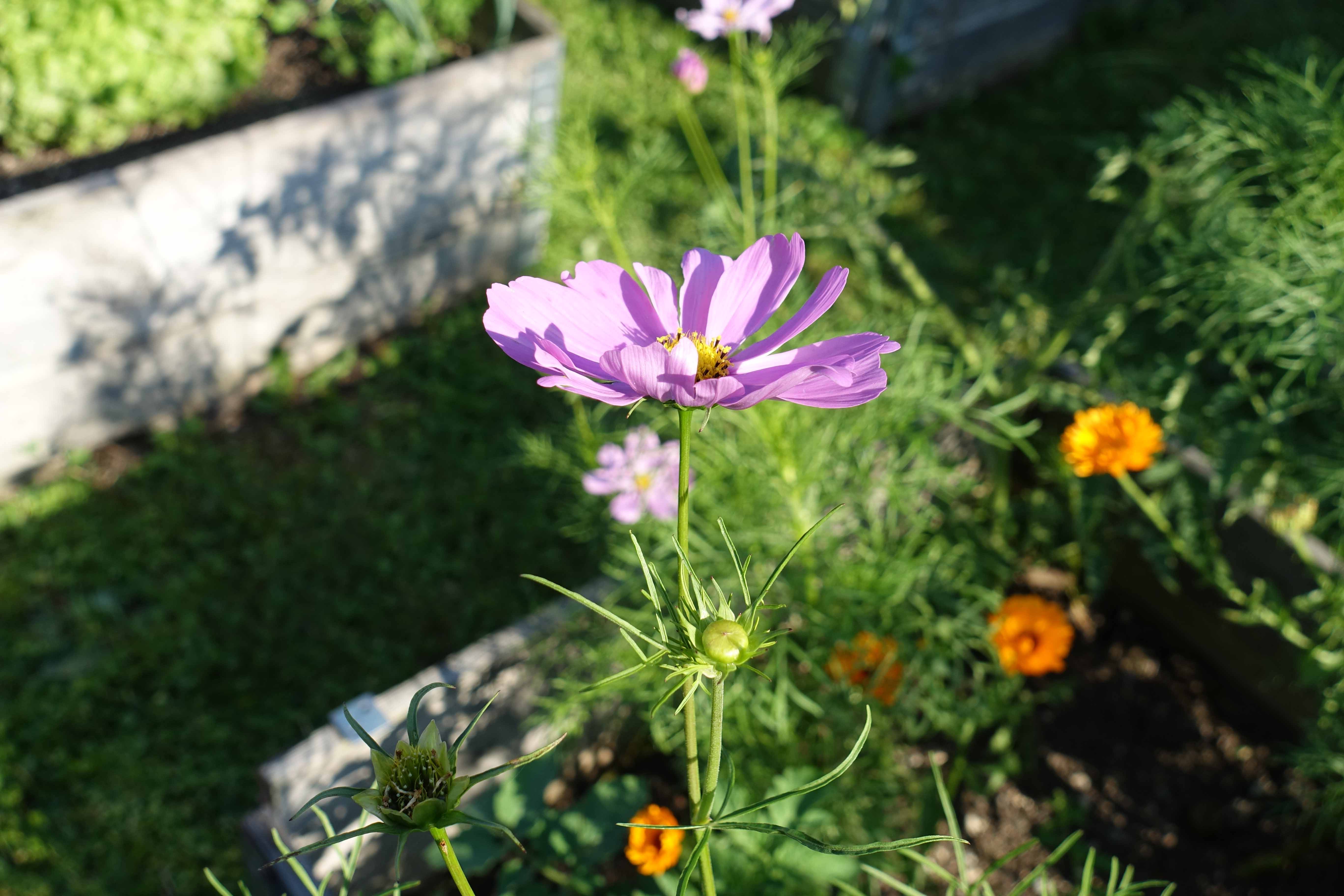 Blume / TMA Nettingsdorf