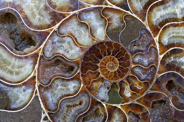 Backgrounds and textures: natural multicolor spiral pattern, petrified ammonite shell slab