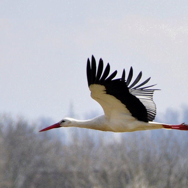 : Der Weißstorch, Ciconia ciconia, ist ein sogenannter 'Kulturfolger', der das offene Kultur- und Agrarland der Flussniederungen besiedelt. Seine Horste errichtet er meist auf Schornsteinen hoher Gebäude, um diese frei anfliegen zu können und eine gu