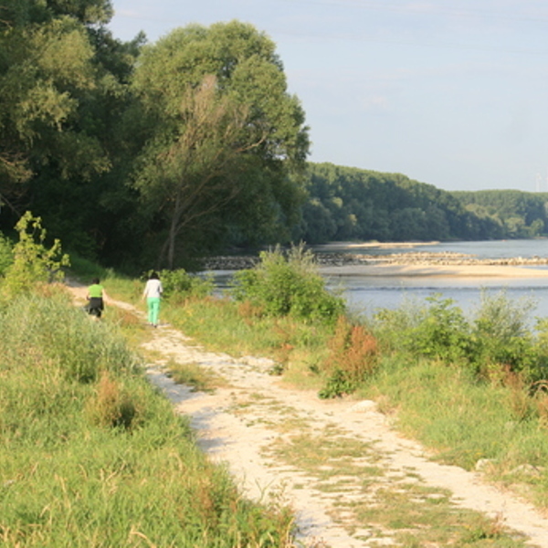 Weg in den Donauauen