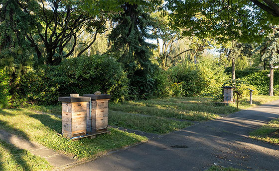 Bienenstöcke am St. Barbara Friedhof