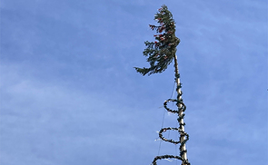 Maibaum