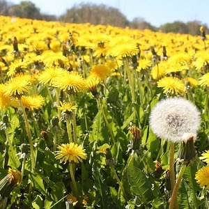 Löwenzahn Blumenwiese