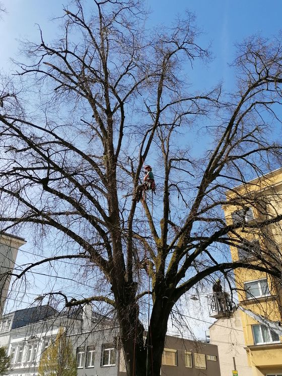 Lindenbaum - Kronenpflege / Christian Koller April 2022 - Fa. BAUM.ART