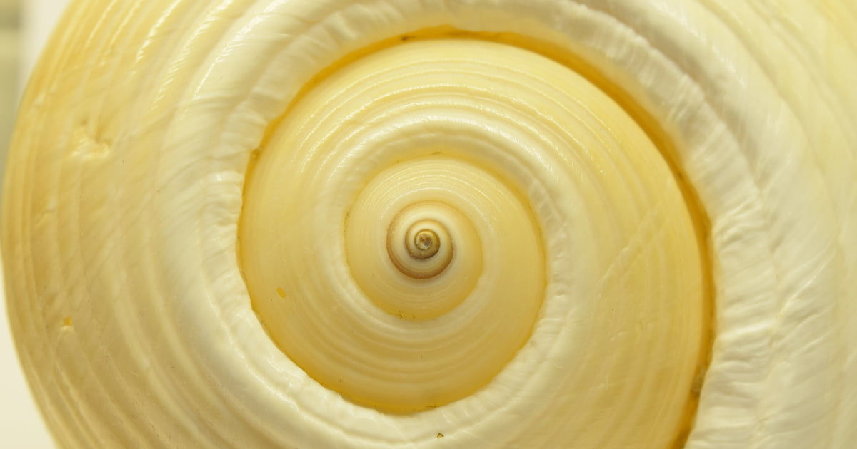 Muschel mit unendlicher Spirale